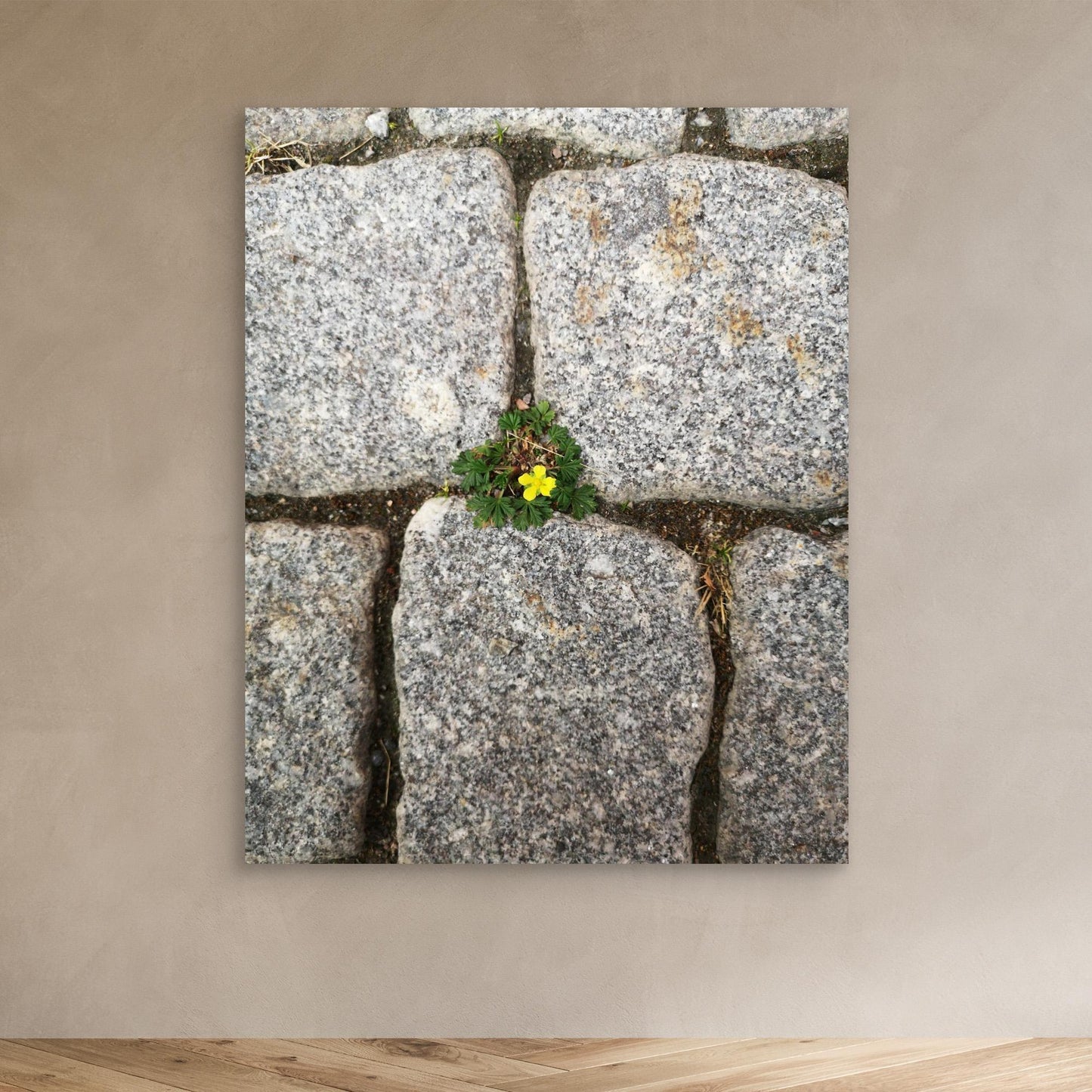 Flower between stones
