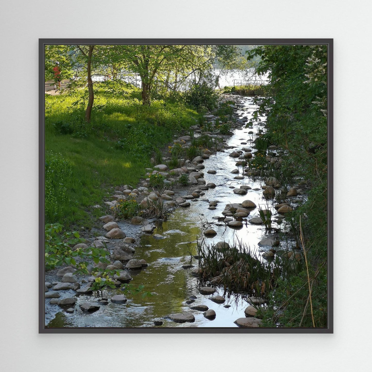 Creek in summer