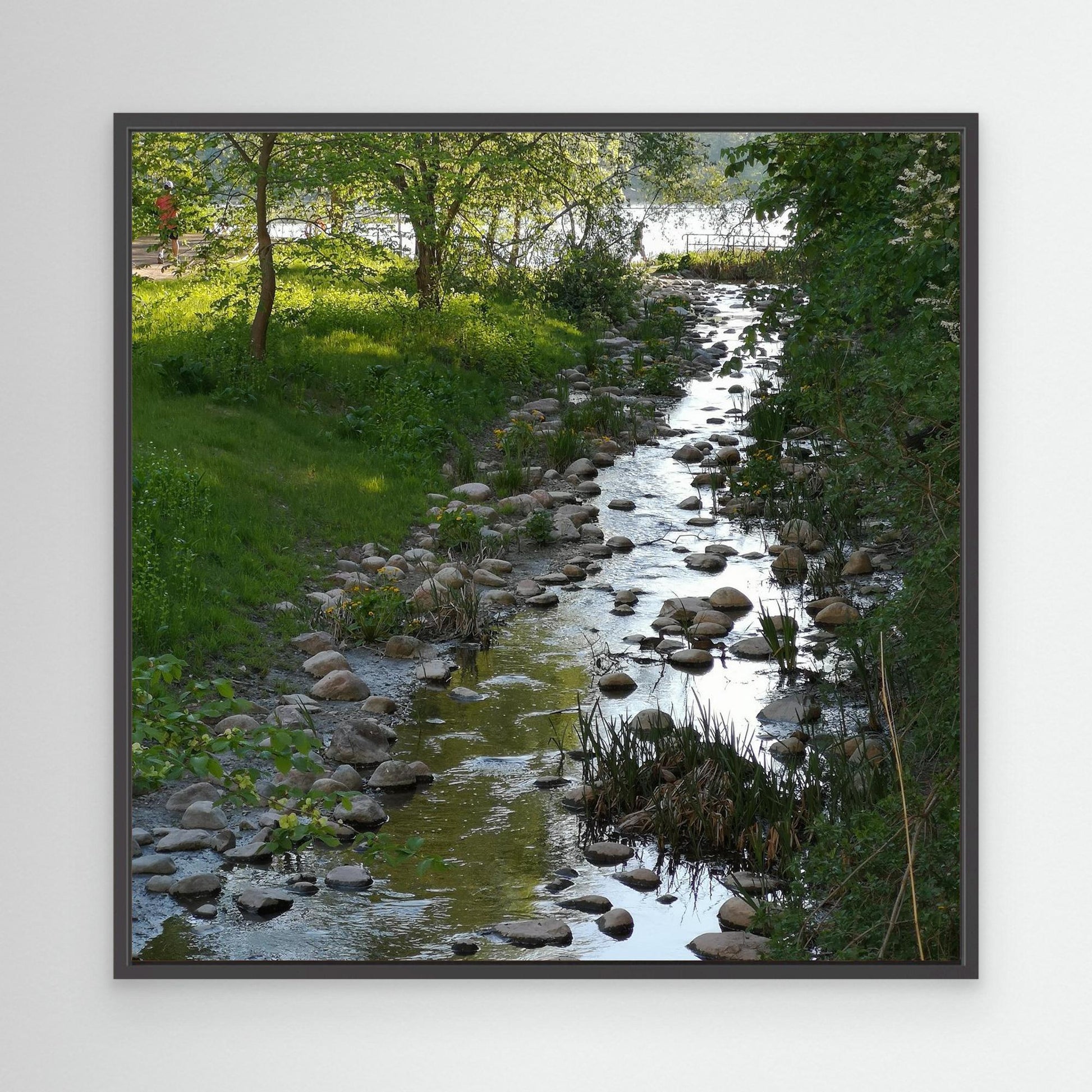 Creek in summer