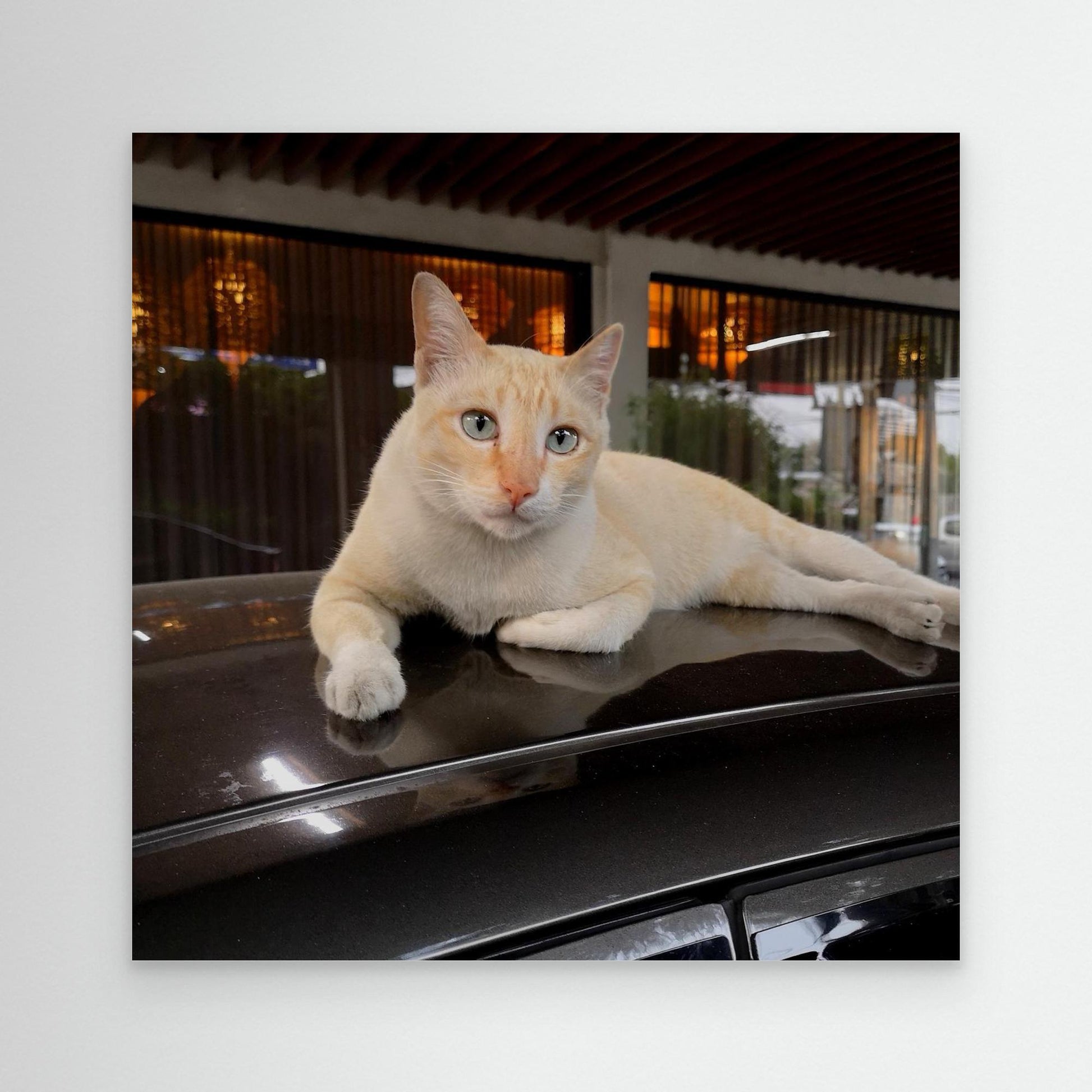 Cat on roof