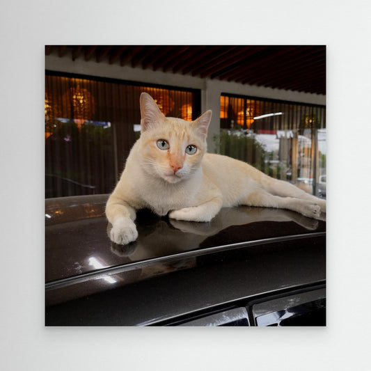 Cat on roof
