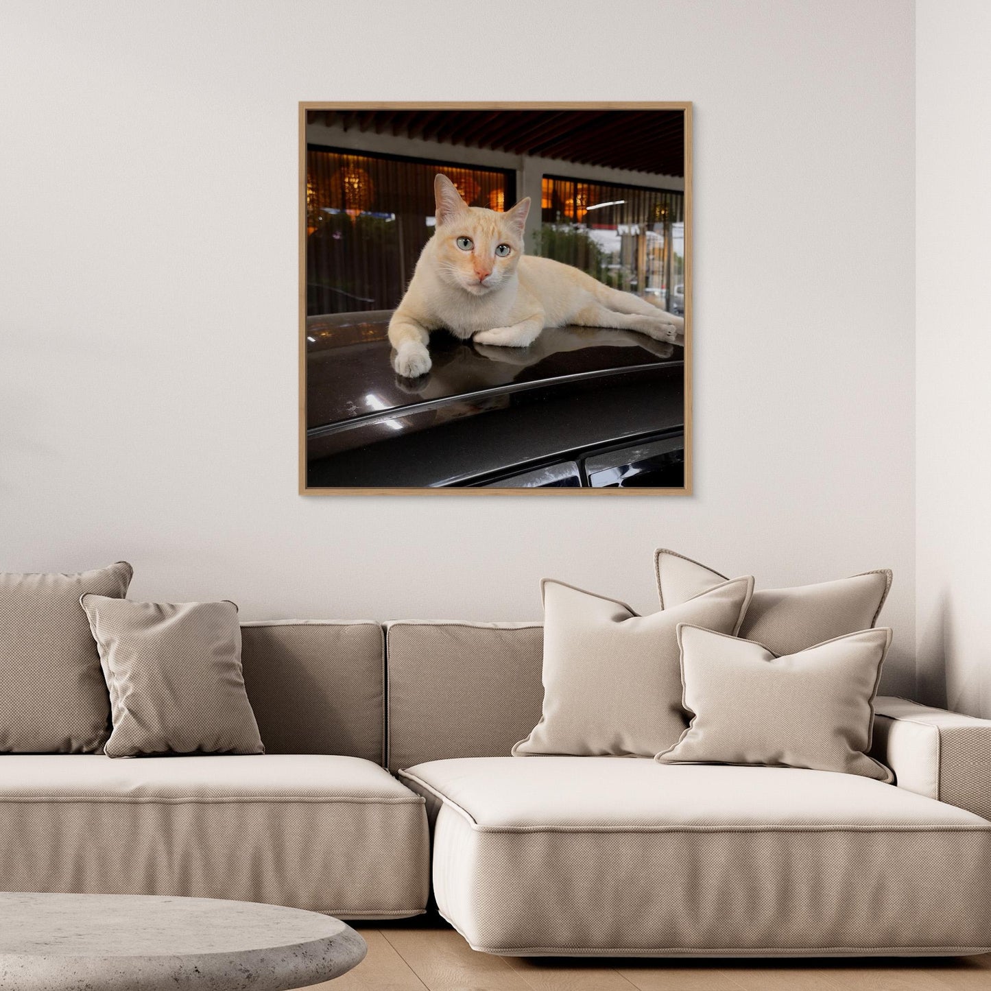 Cat on roof