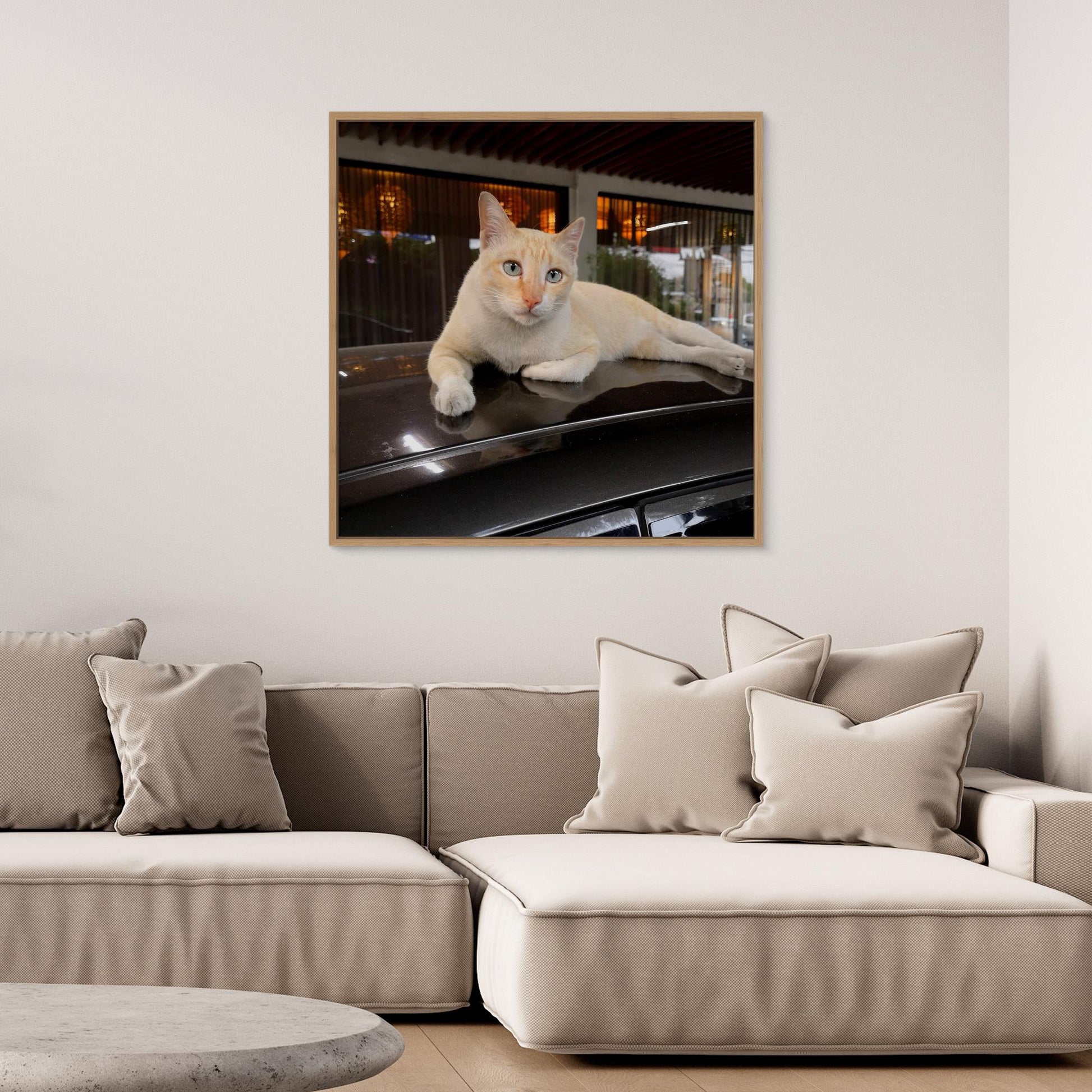 Cat on roof