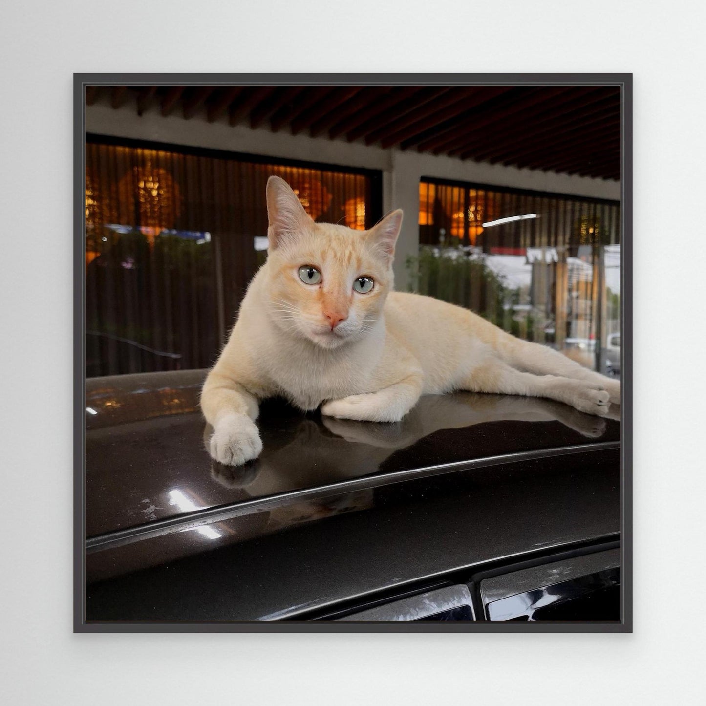 Cat on roof