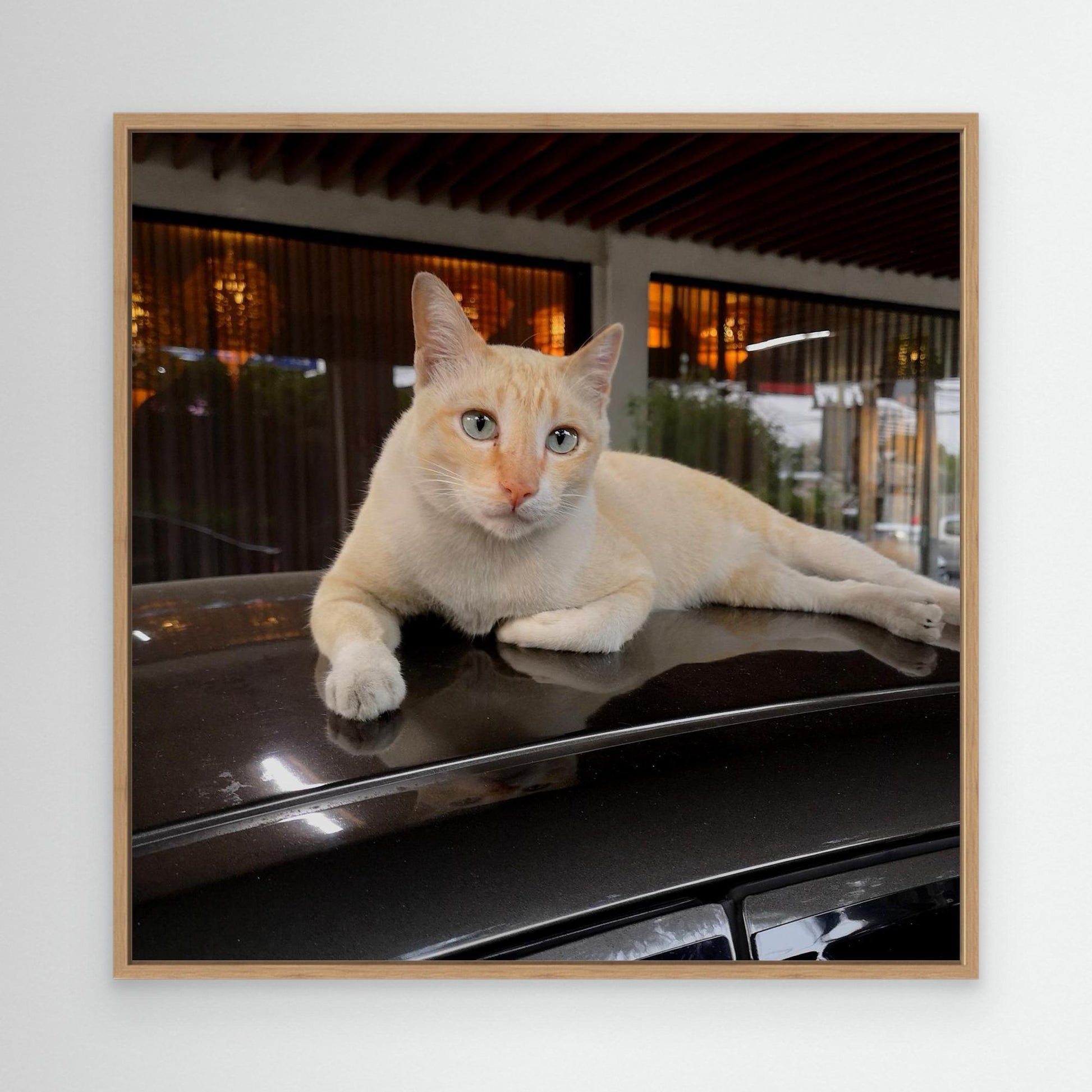 Cat on roof