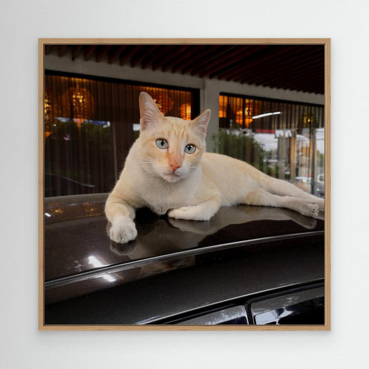 Cat on roof