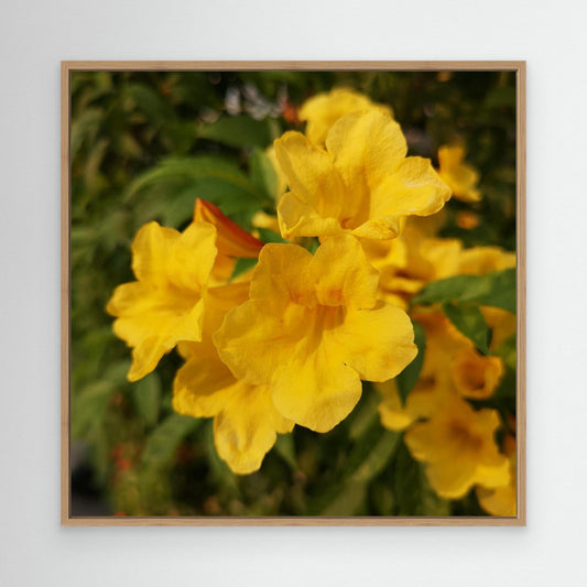 Happy Flower
