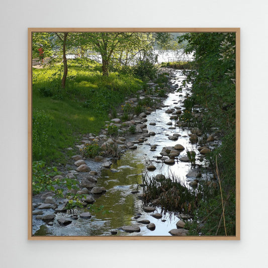 Creek in summer