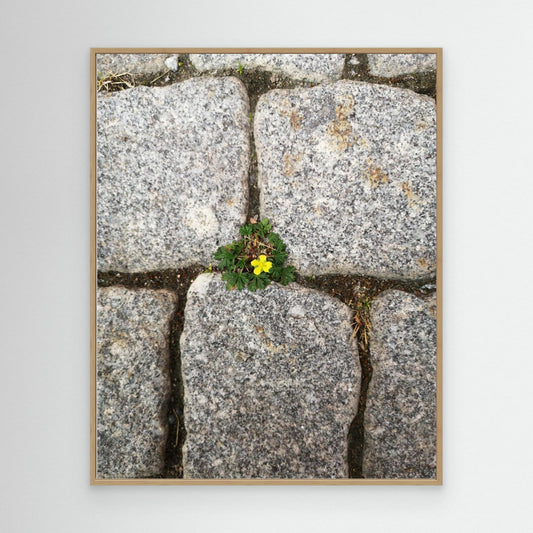 Flower between stones