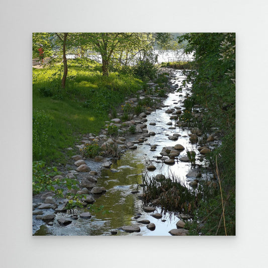 Creek in summer