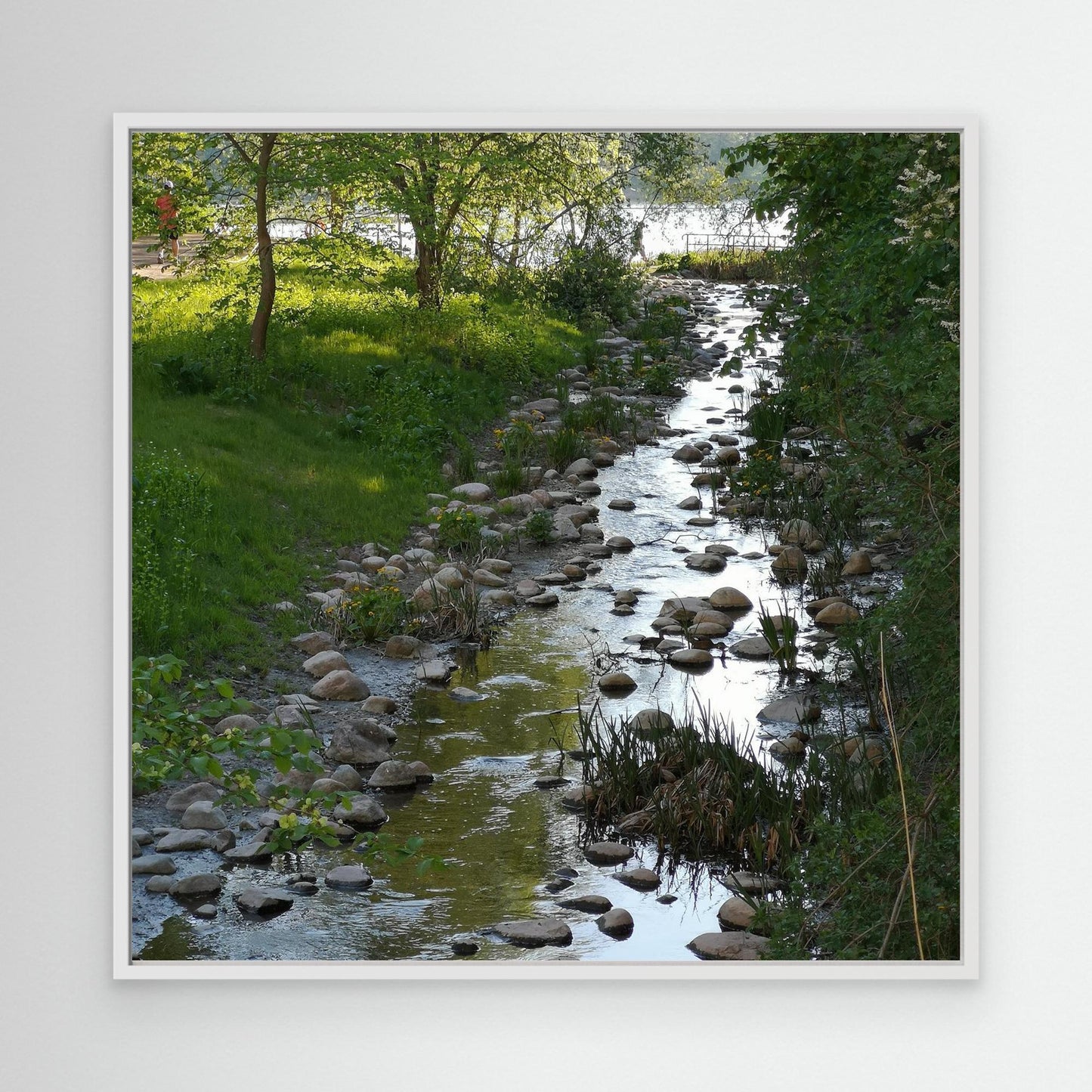 Creek in summer