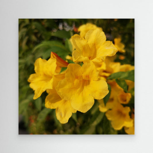 Happy Flower