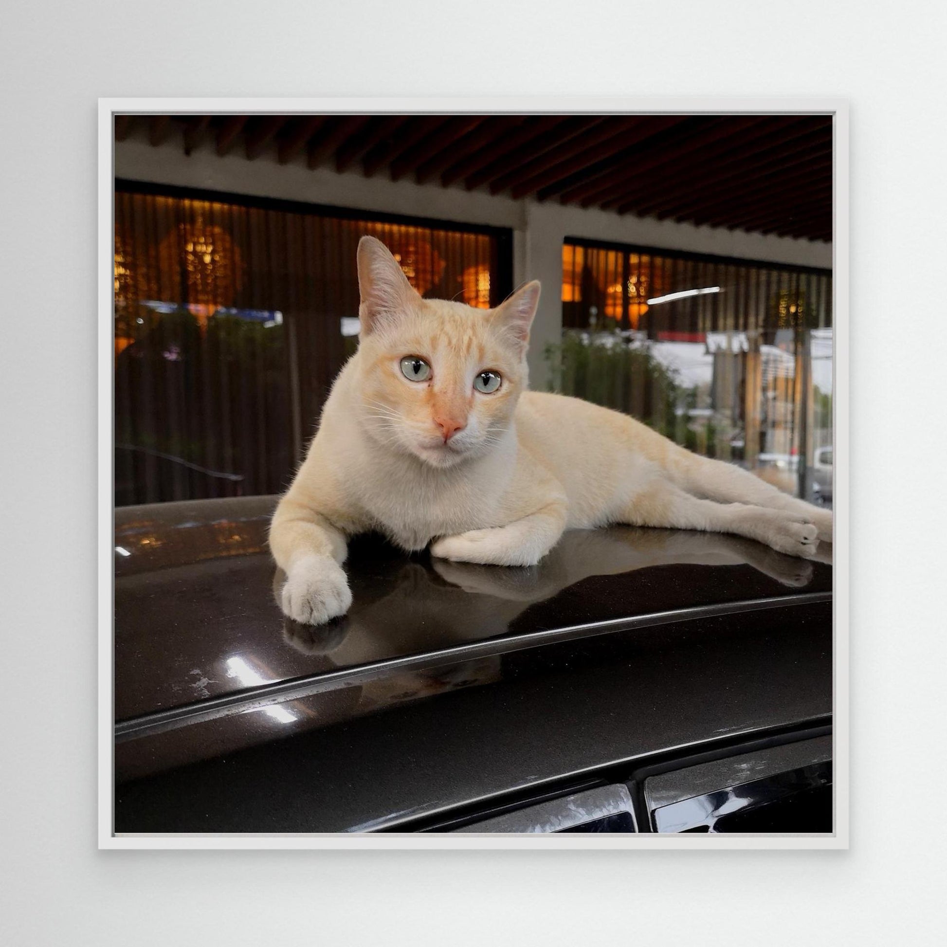 Cat on roof