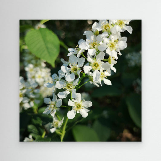 Spring time