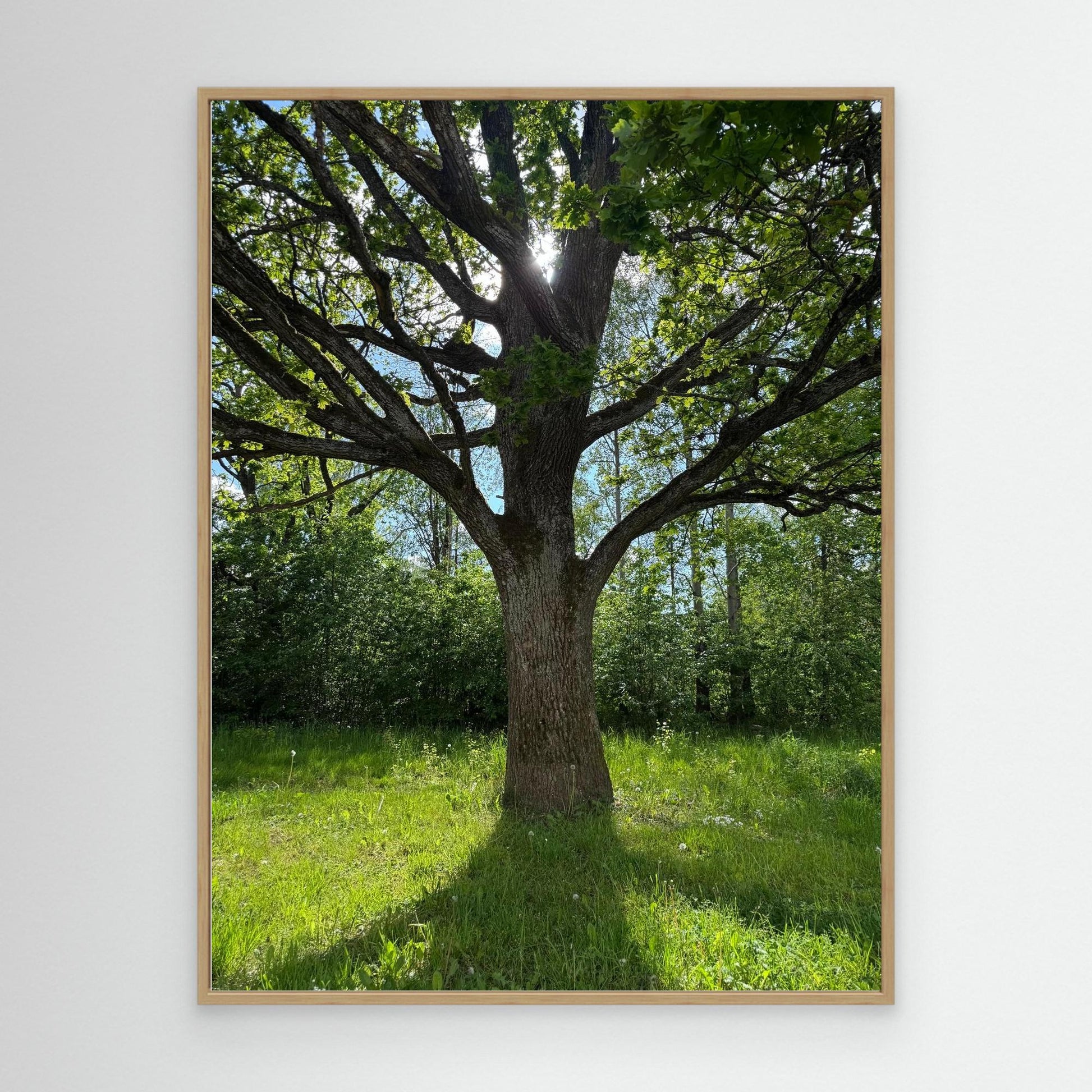 Old Oak Tree