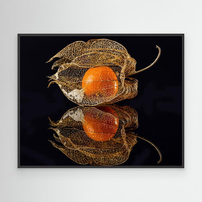 Physalis by Klaus Grosshanten