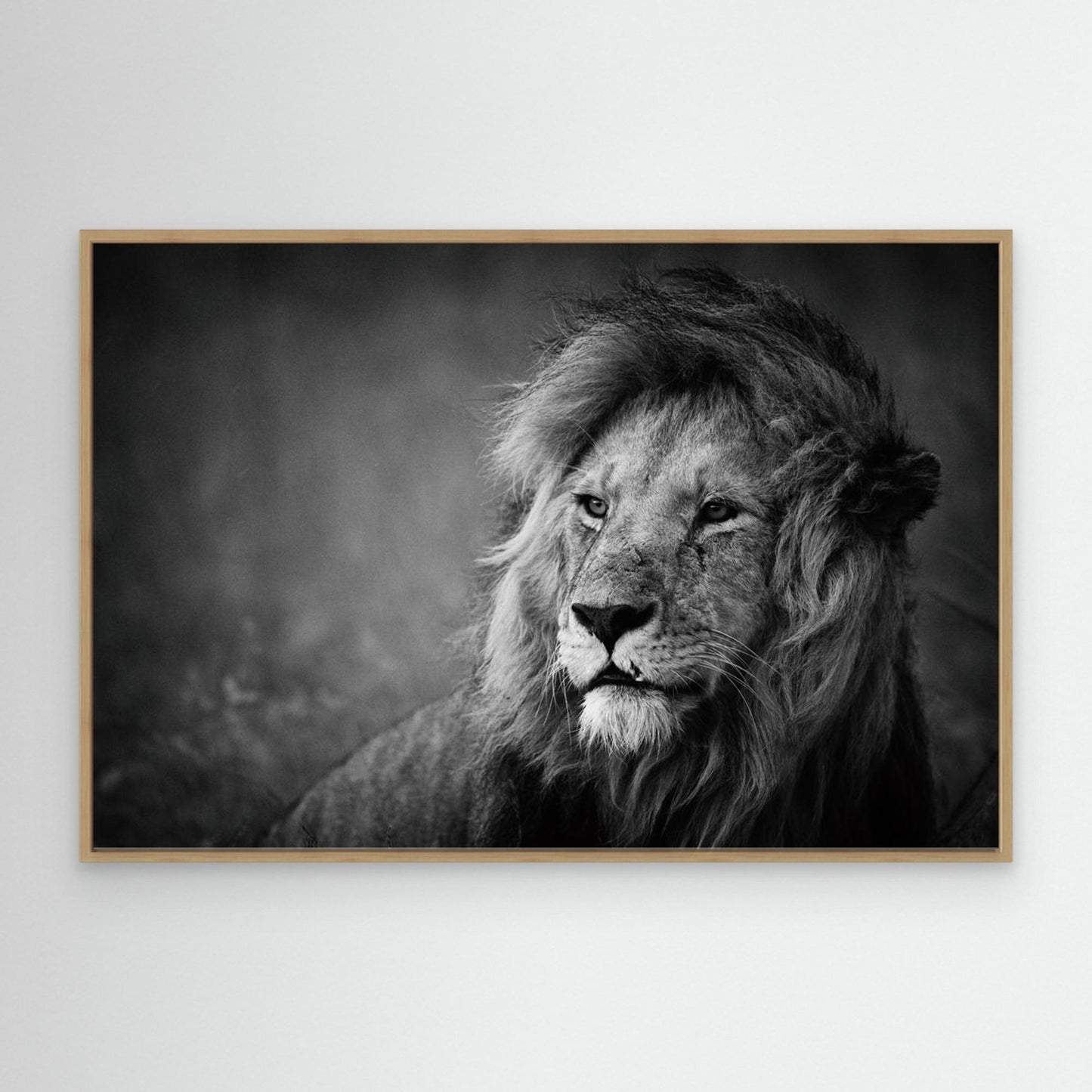 Regal by Mohammed Alnaser