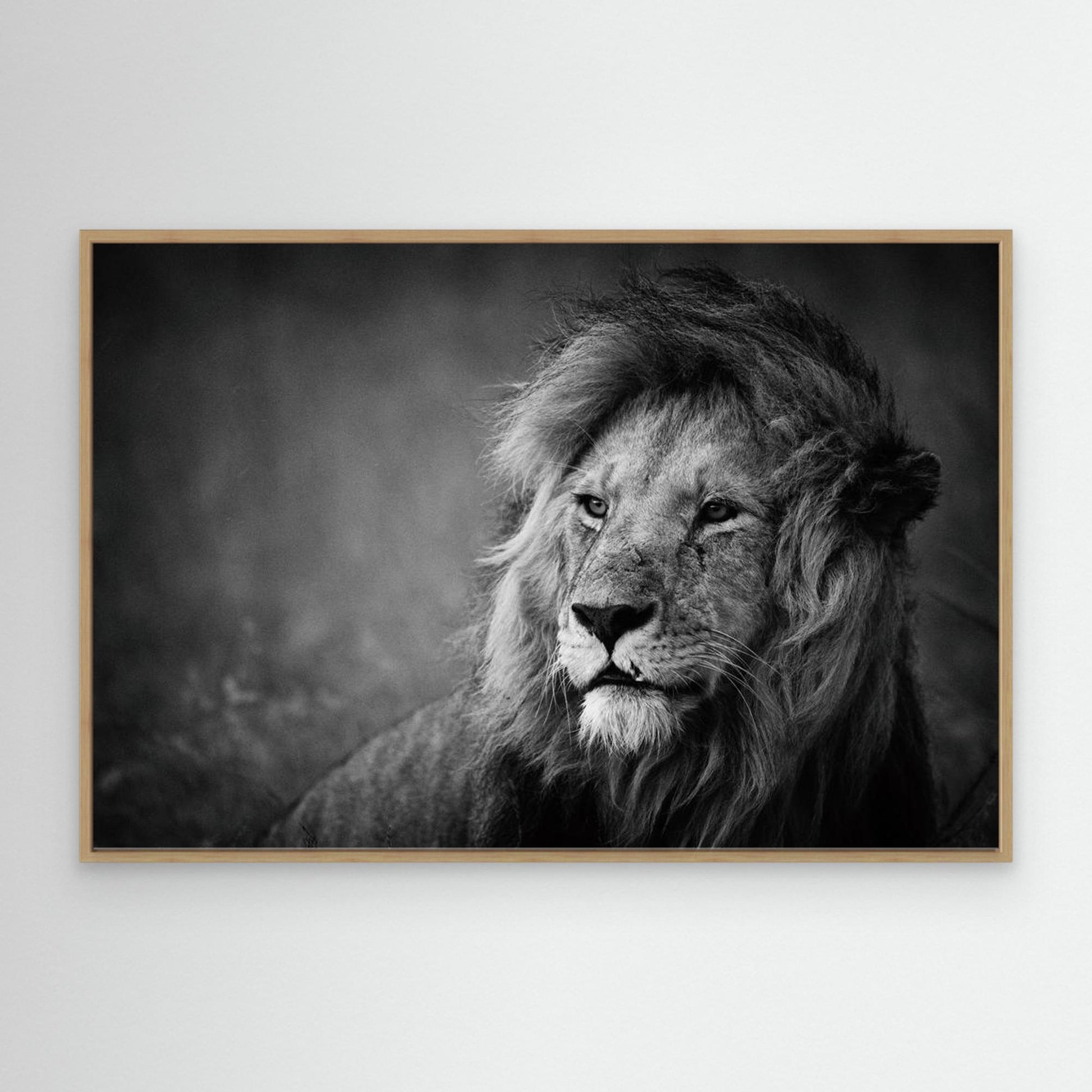 Regal by Mohammed Alnaser