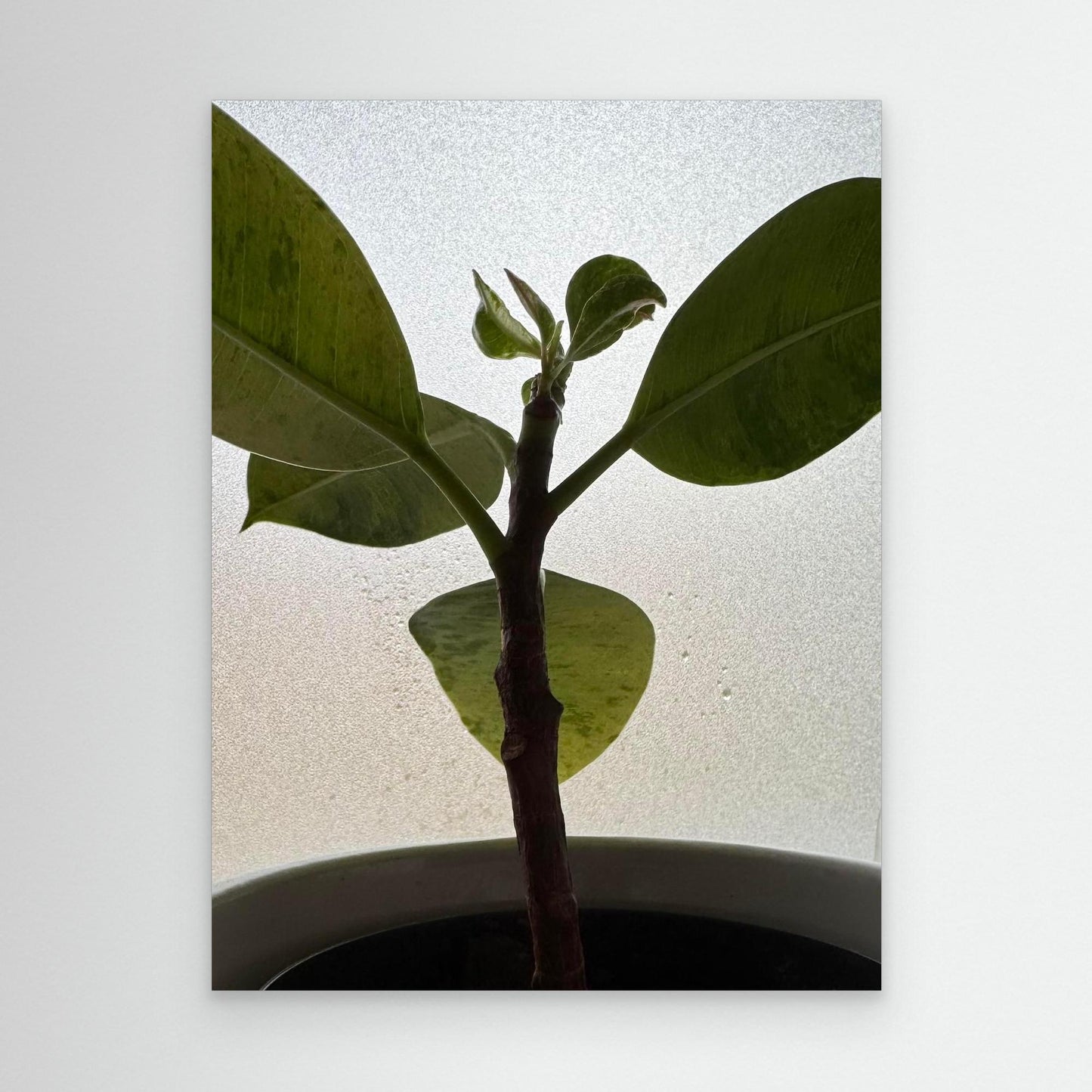 Healthy plant
