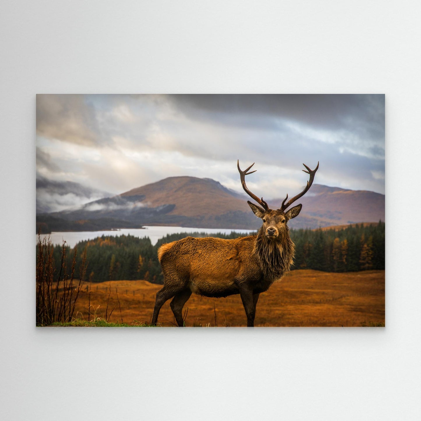 Scottish Stag by Adrian Popan
