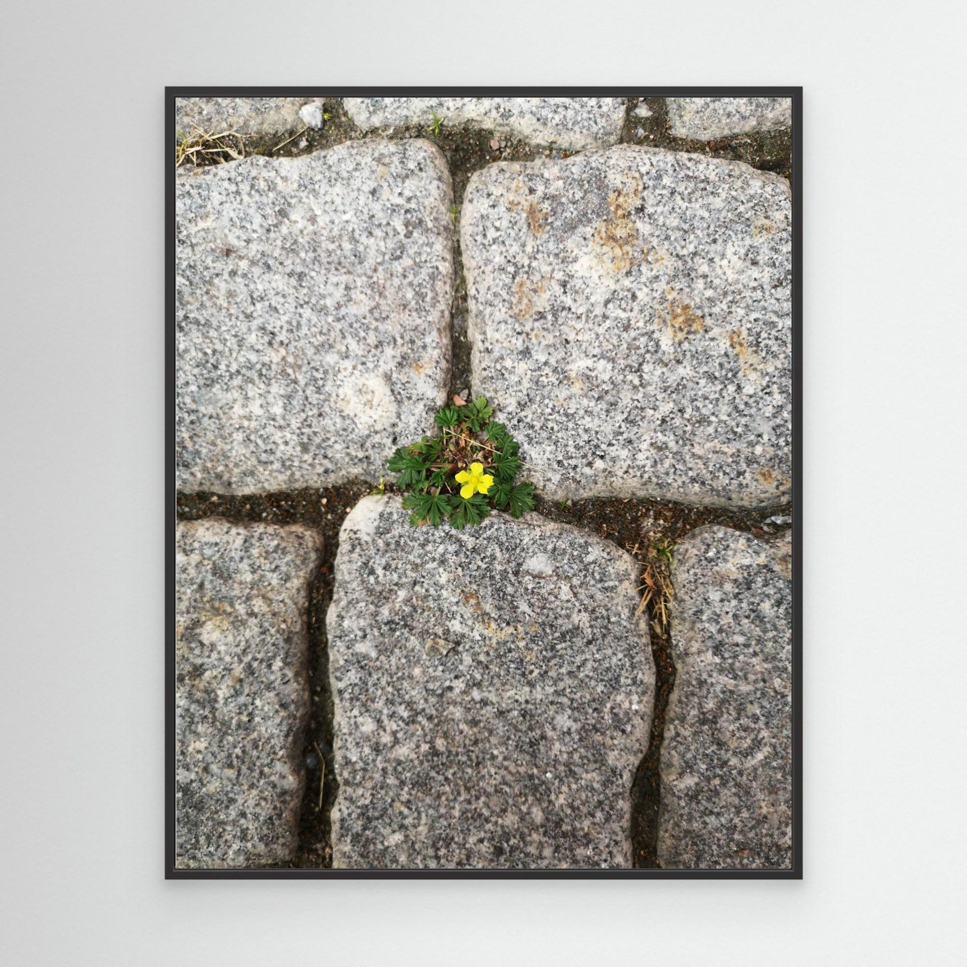 Flower, stones