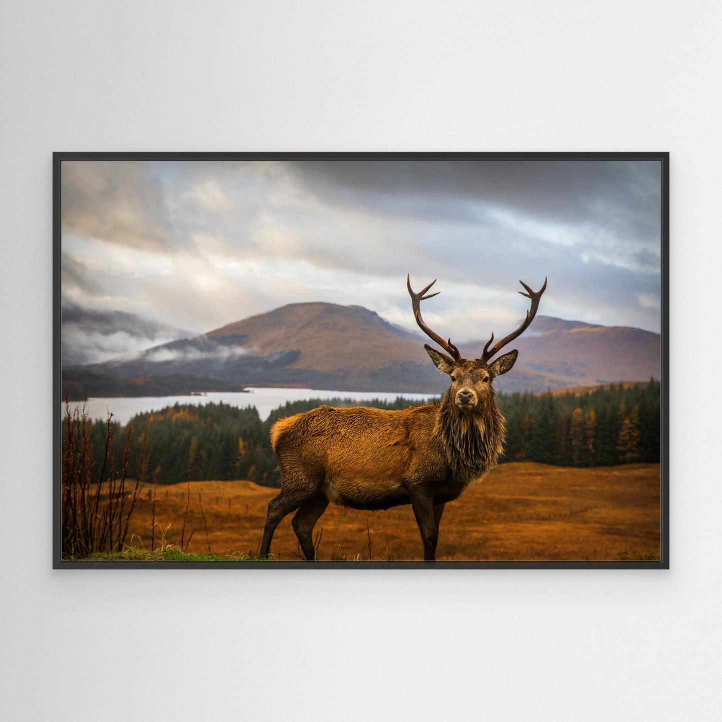Scottish Stag by Adrian Popan