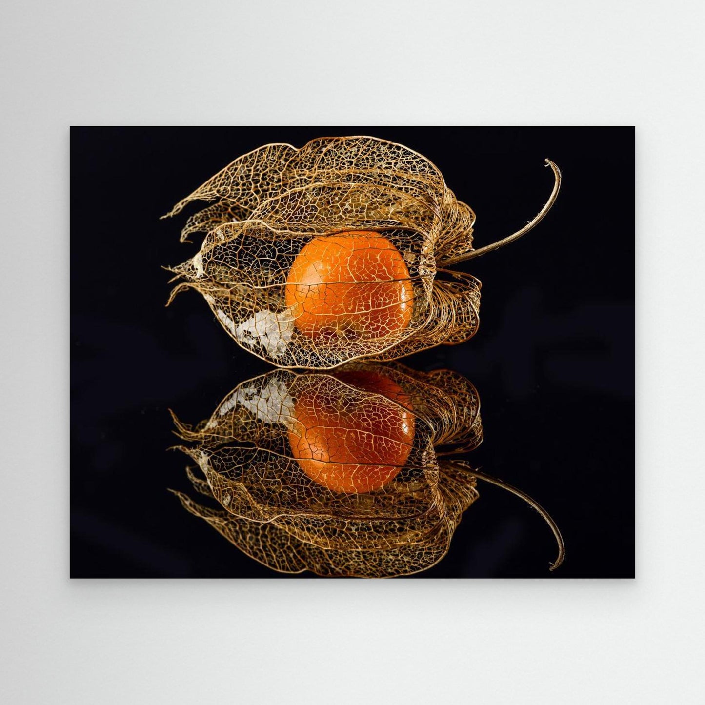 Physalis by Klaus Grosshanten