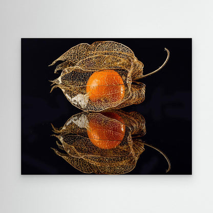 Physalis by Klaus Grosshanten