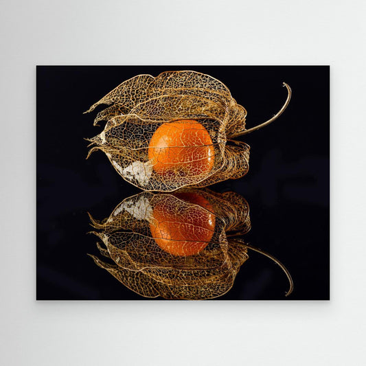 Physalis by Klaus Grosshanten