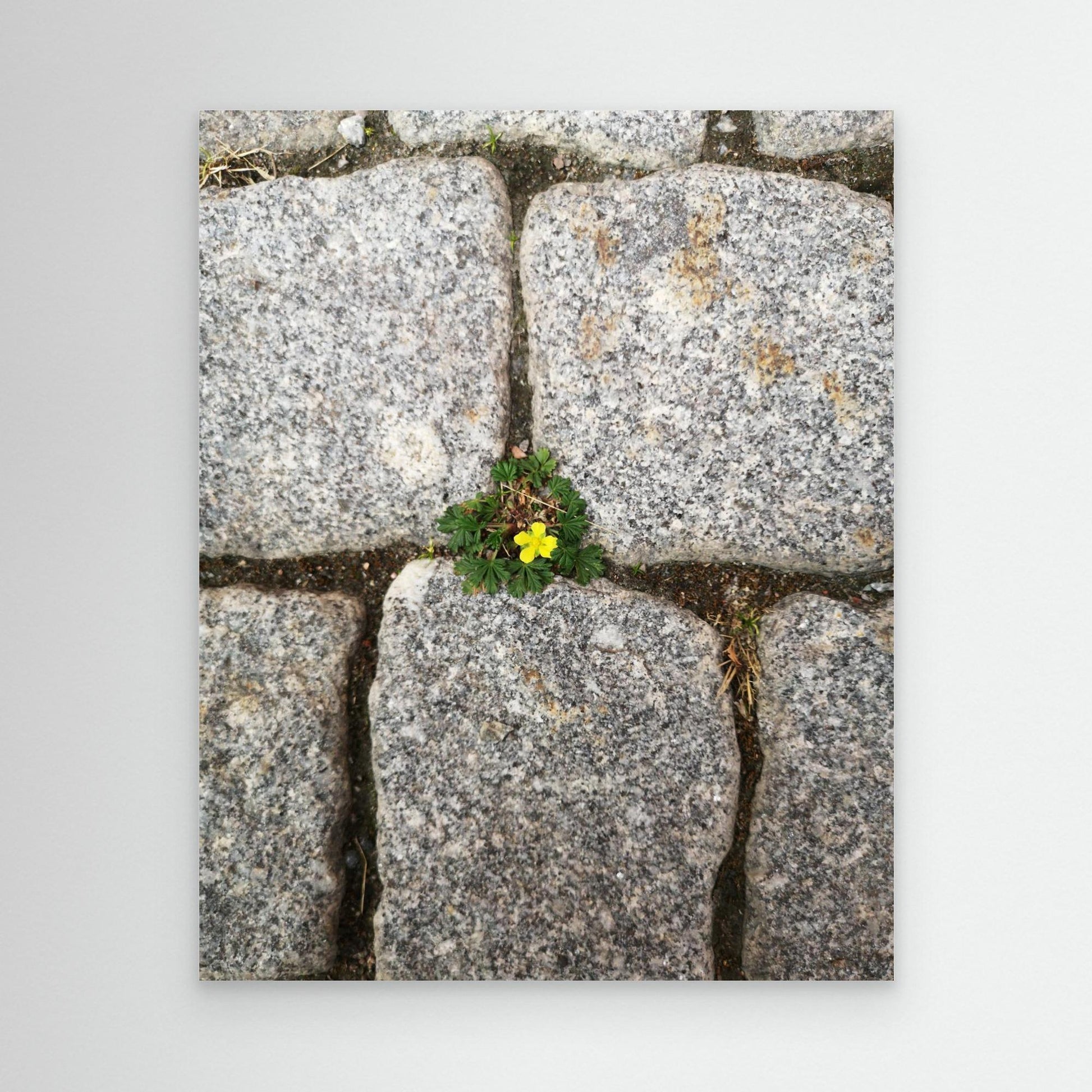Flower, stones