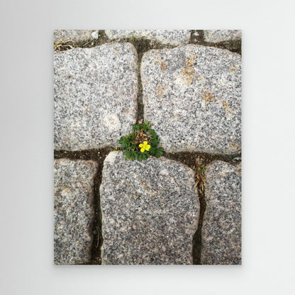 Flower, stones