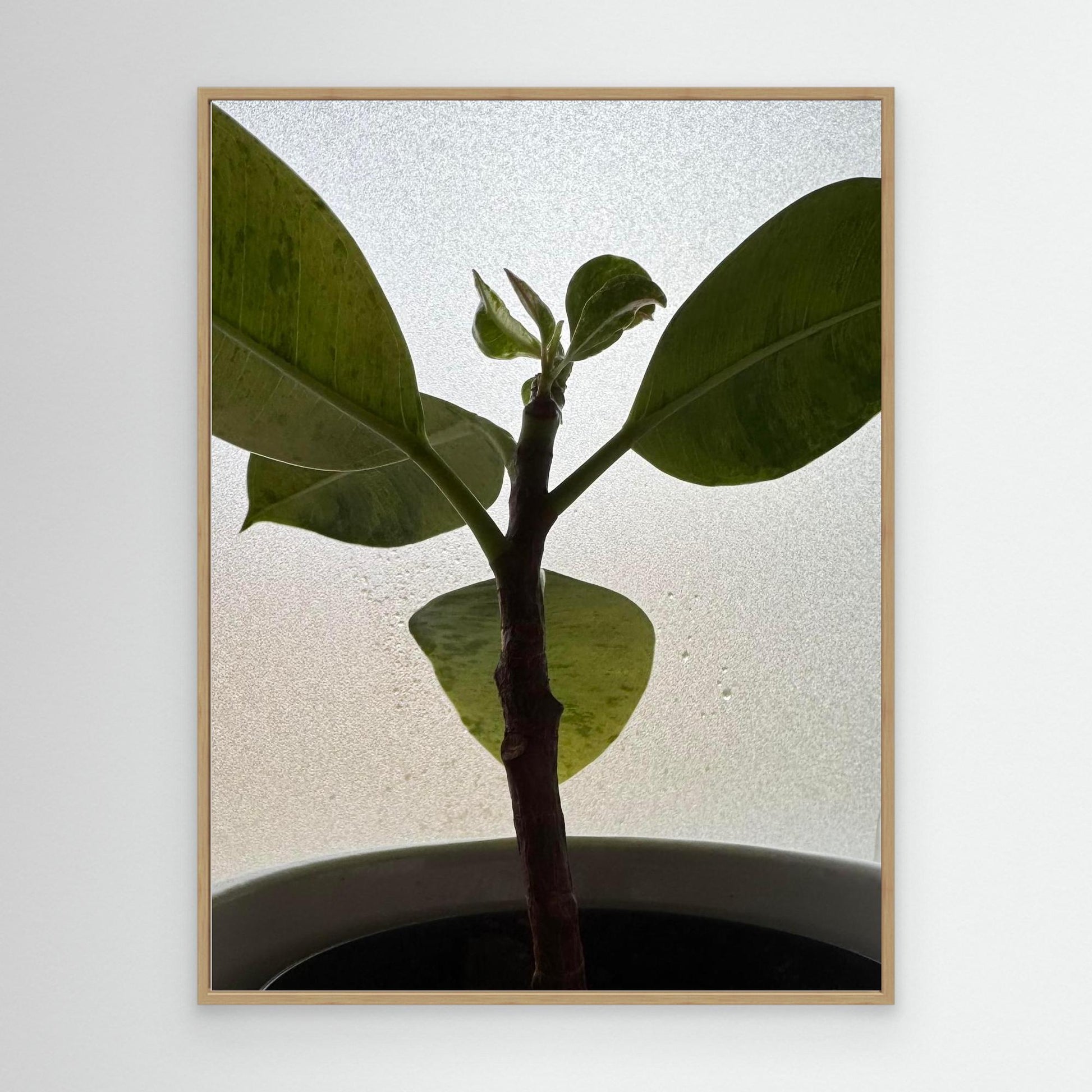 Healthy plant