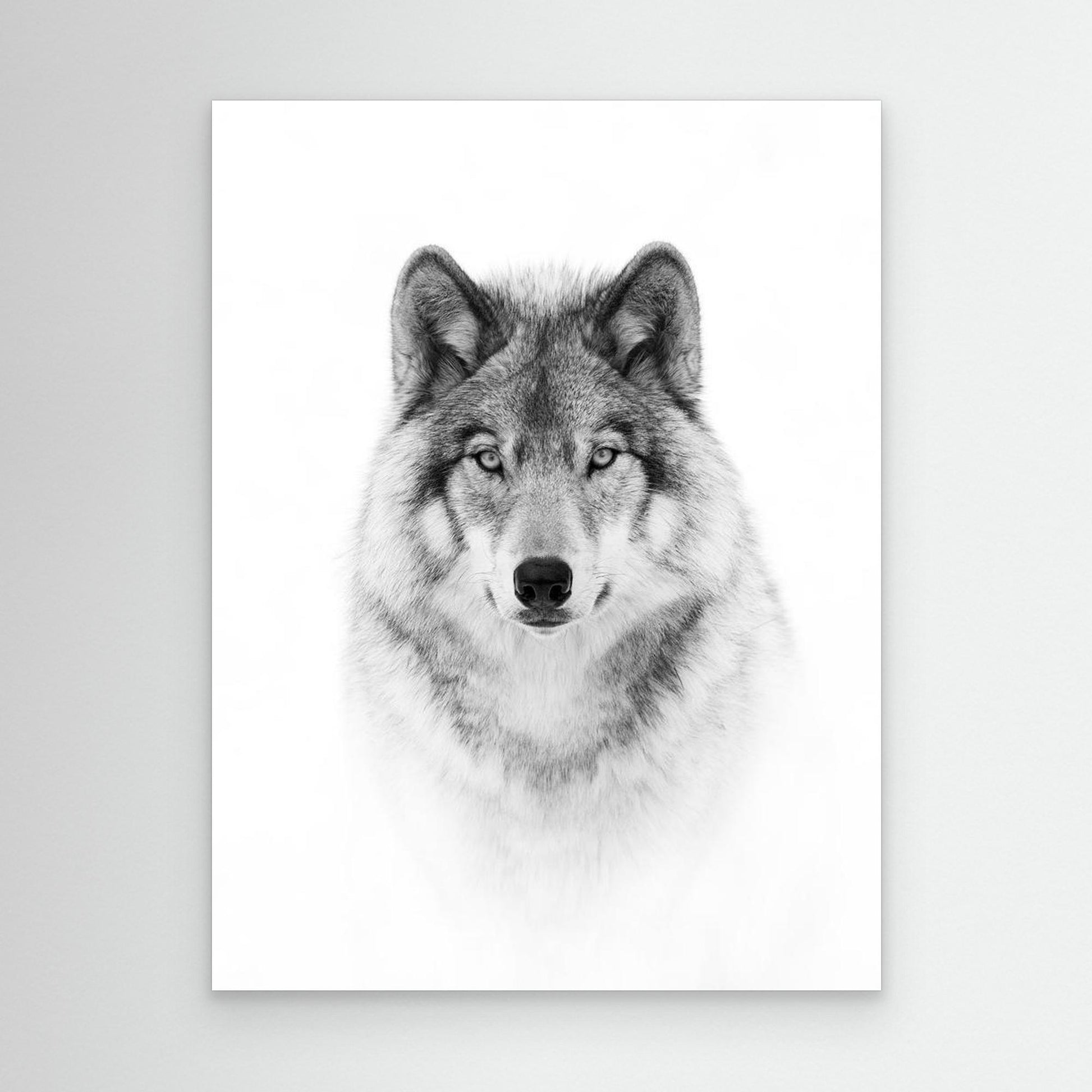 Portrait of a Timber Wolf by Jim Cumming