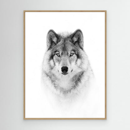 Portrait of a Timber Wolf by Jim Cumming