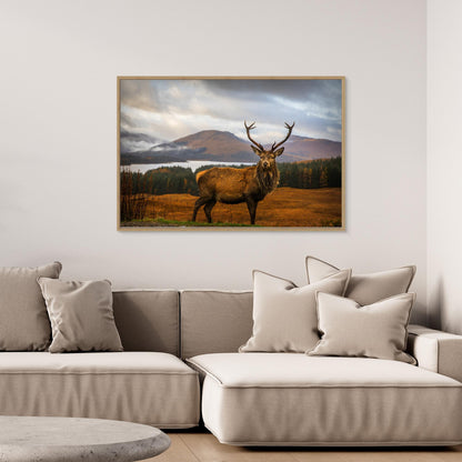 Scottish Stag by Adrian Popan