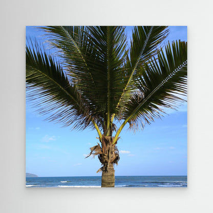 Palm tree, Vietnam