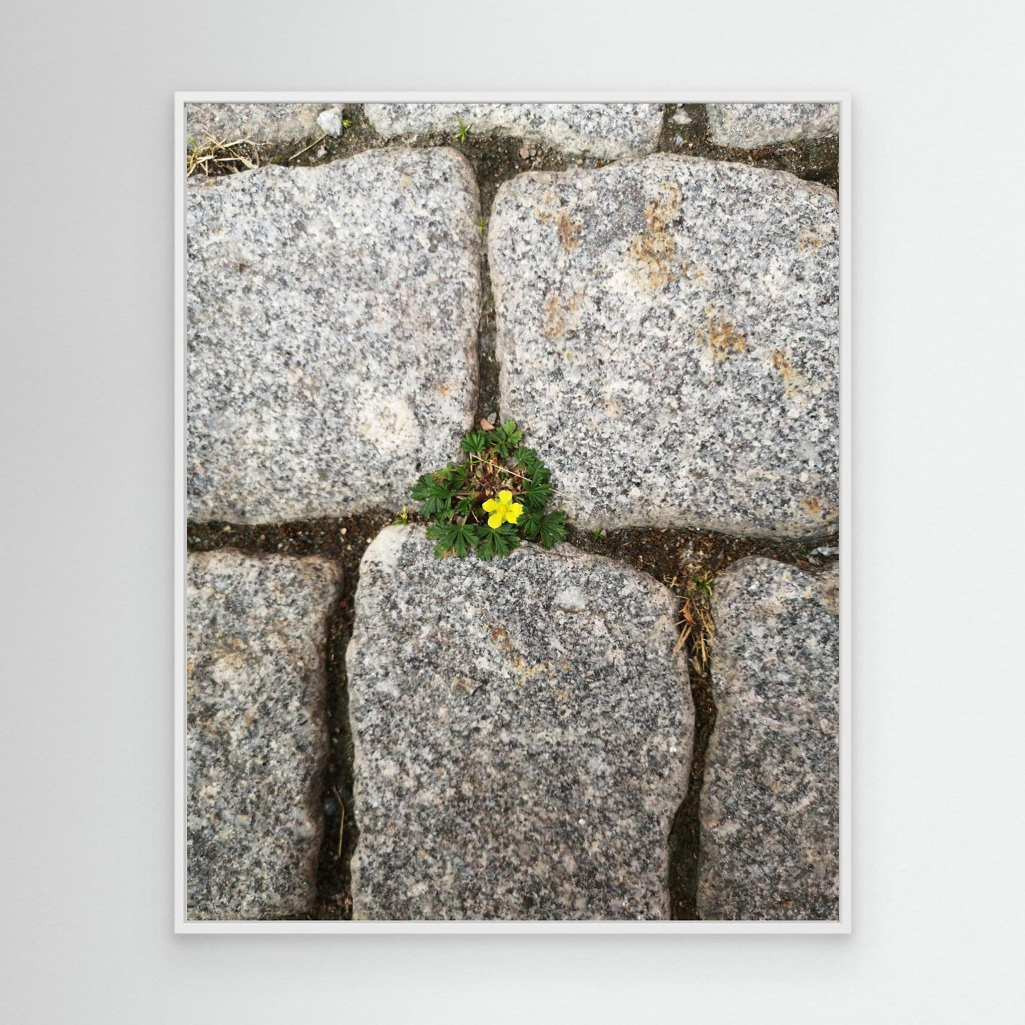 Flower, stones