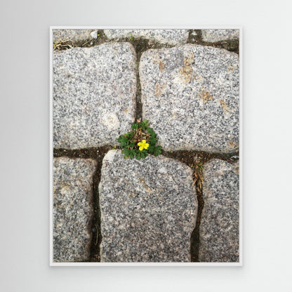 Flower, stones