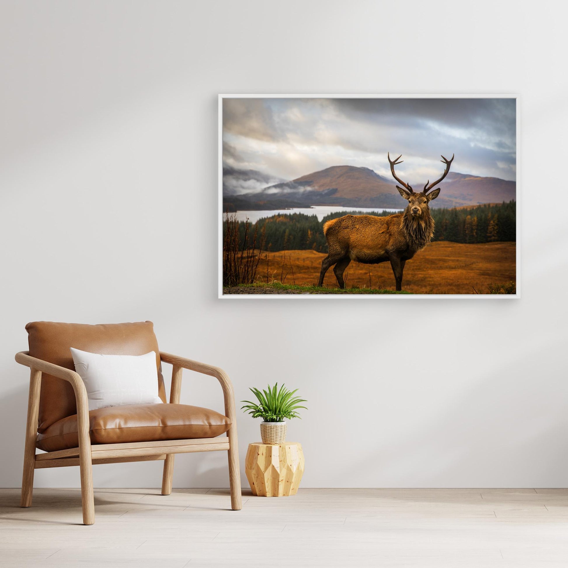 Scottish Stag by Adrian Popan