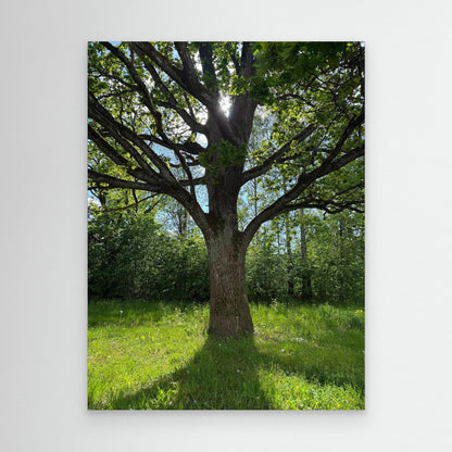Old Oak Tree