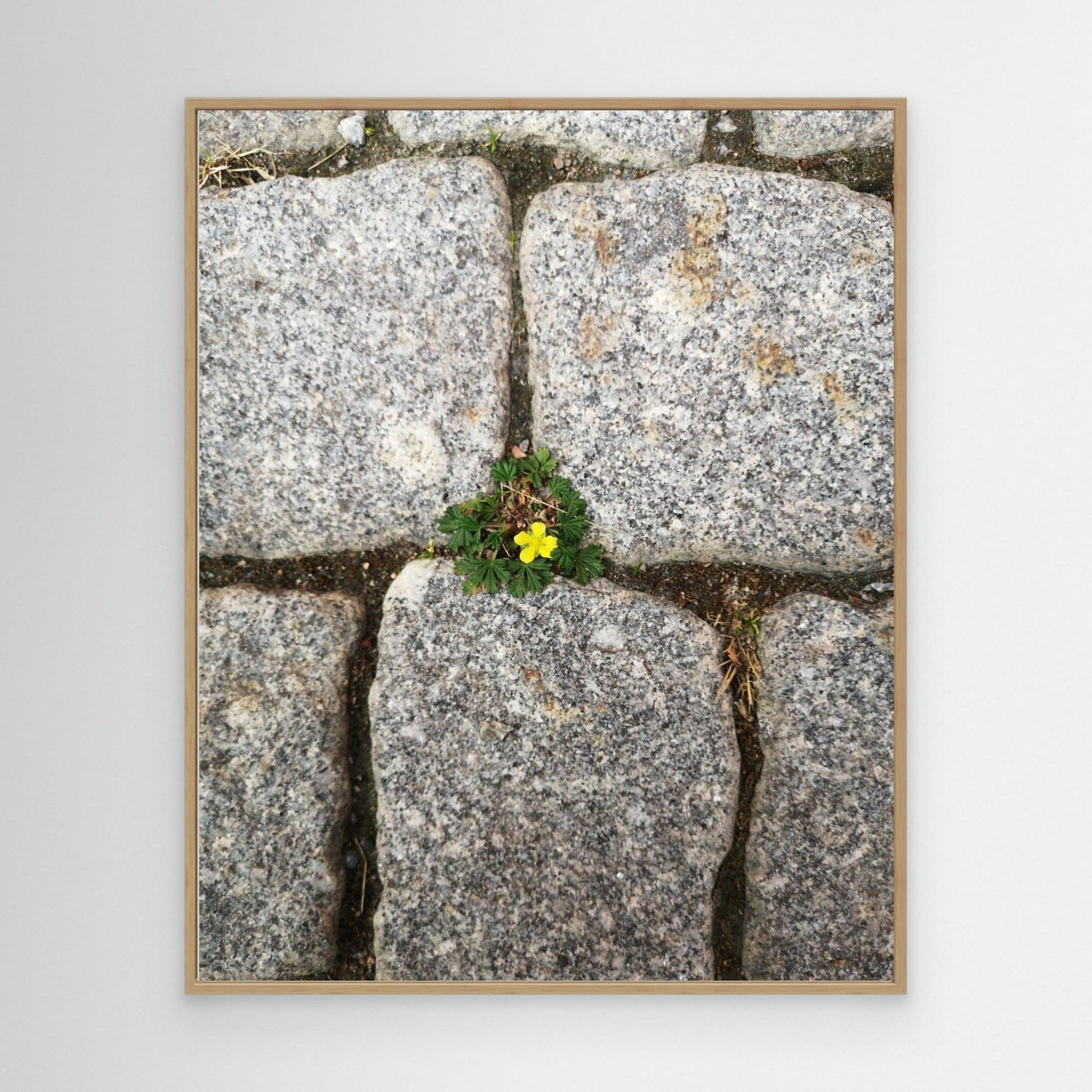 Flower, stones