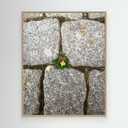 Flower, stones