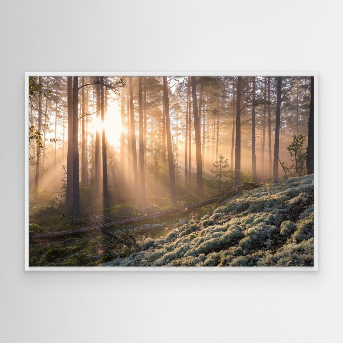 Fog in the forest with white moss in the forground by Christian Lindsten