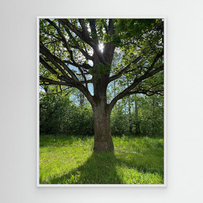 Old Oak Tree