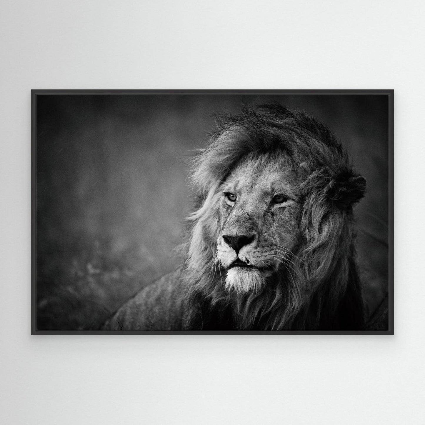 Regal by Mohammed Alnaser