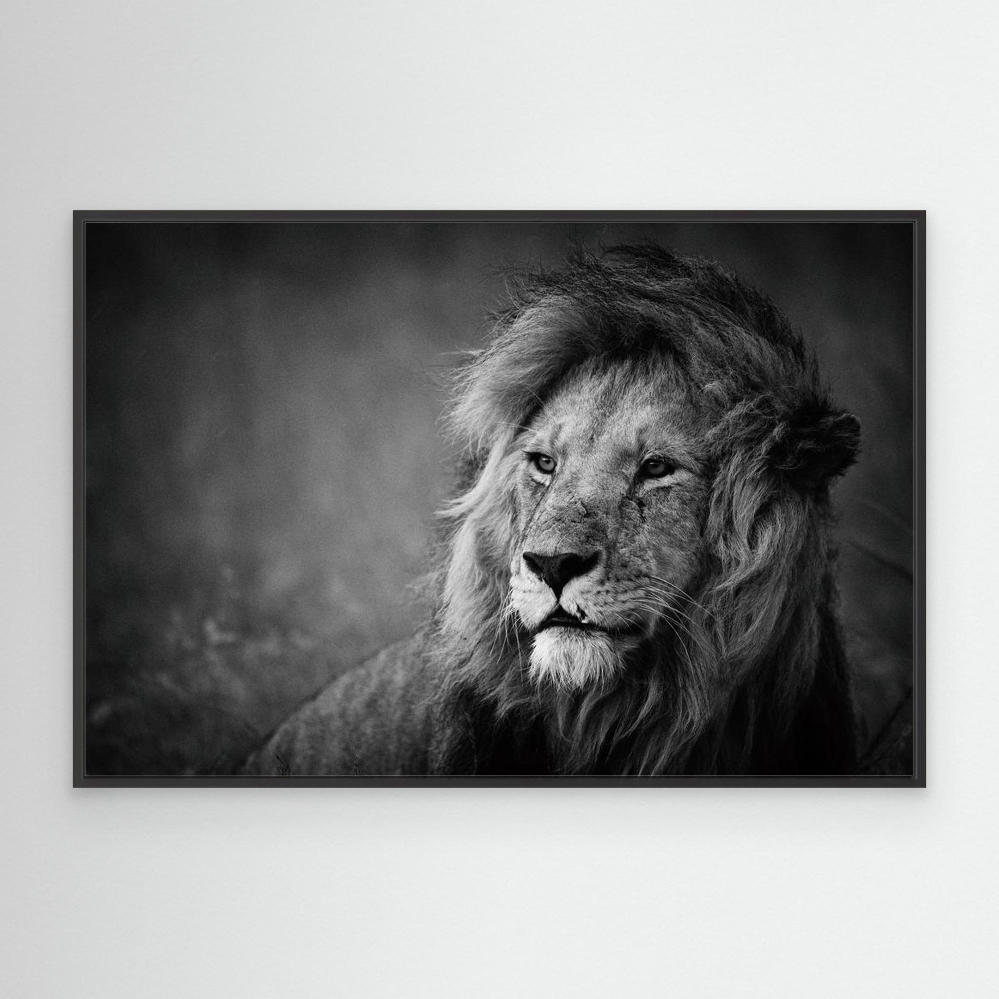 Regal by Mohammed Alnaser