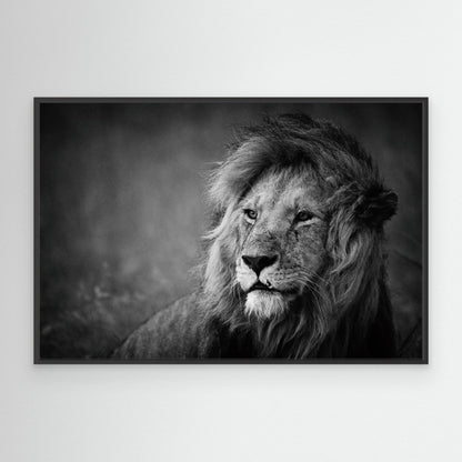 Regal by Mohammed Alnaser