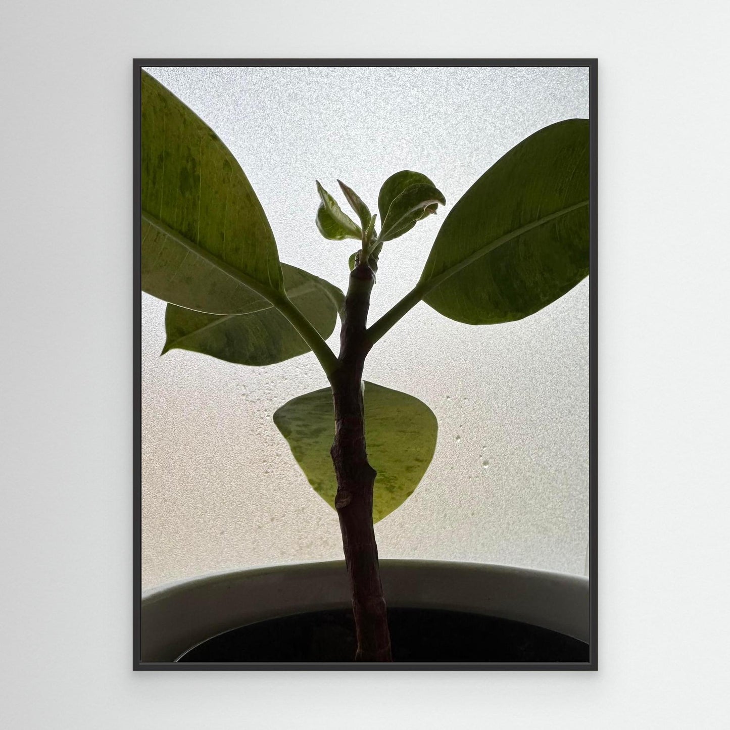 Healthy plant