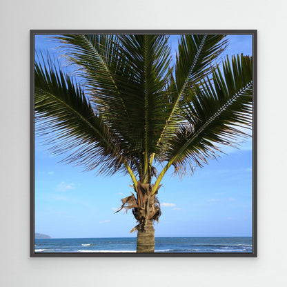 Palm tree, Vietnam