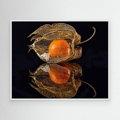 Physalis by Klaus Grosshanten
